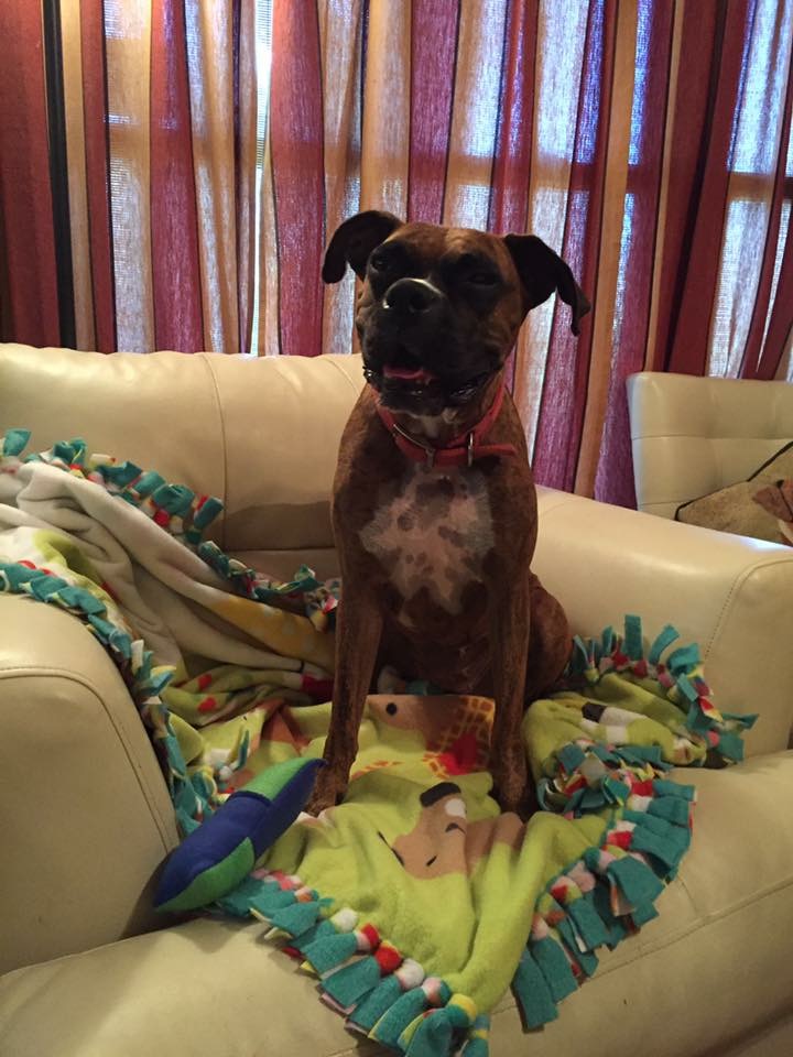 Thank You to Blanketing Boxers with Love!