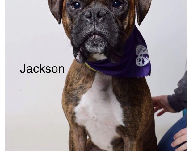 Jackson – Adopted!