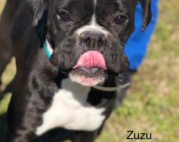 ZuZu – Adopted!