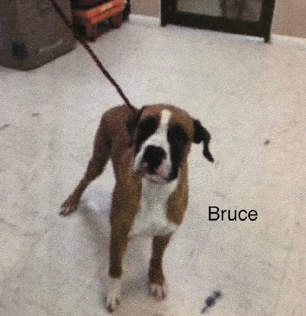 Bruce – Adopted!