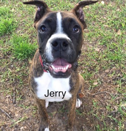 Jerry – Adopted!