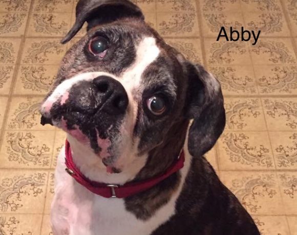 Abby – Adopted!