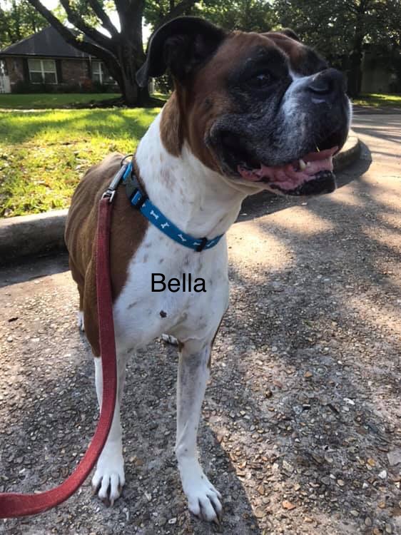 Bella – Adopted!