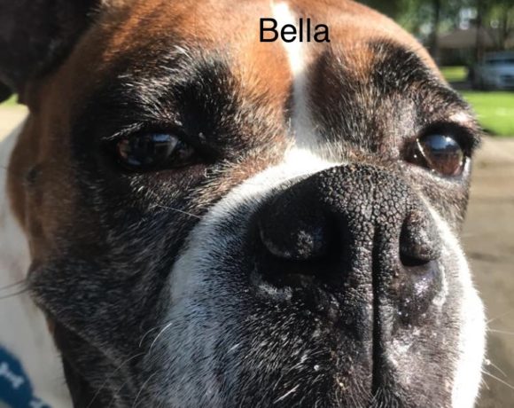 Bella – Adopted!