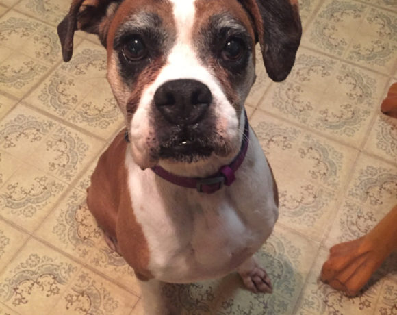 Bree – Adopted!