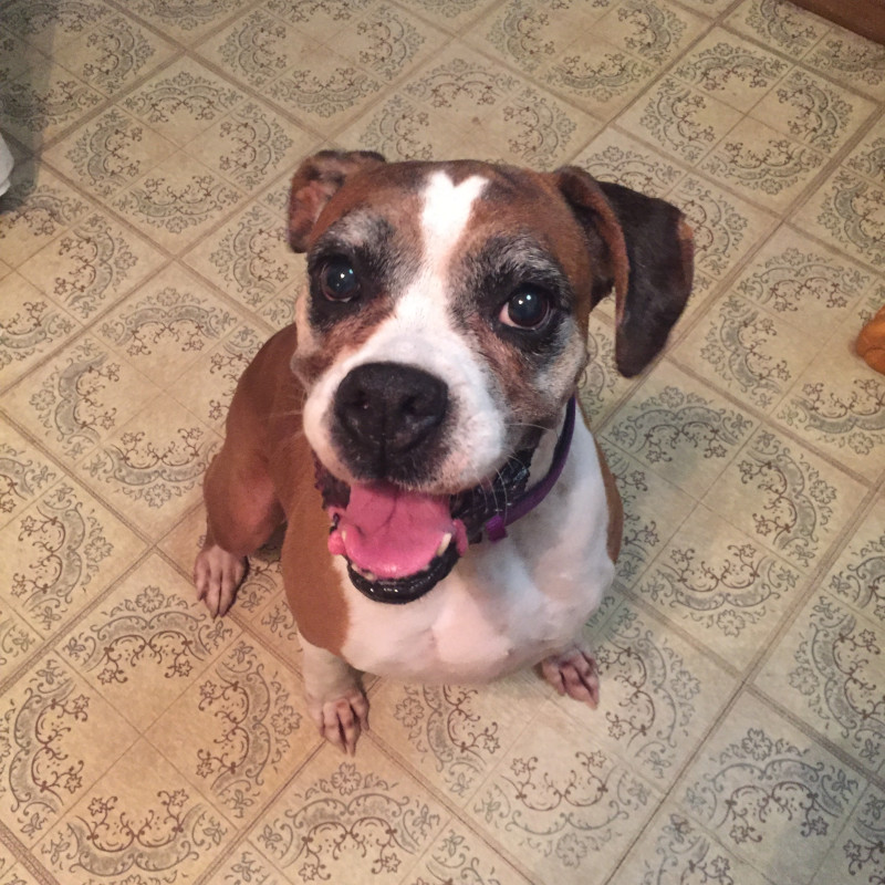 Bree – Adopted!