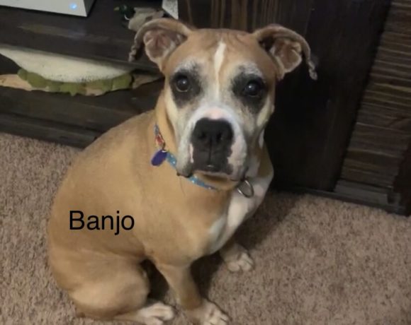 Banjo – Adopted!