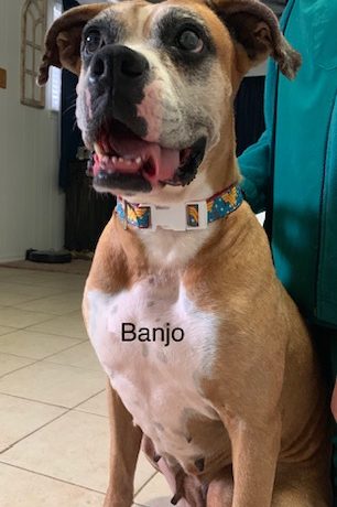 Banjo – Adopted!