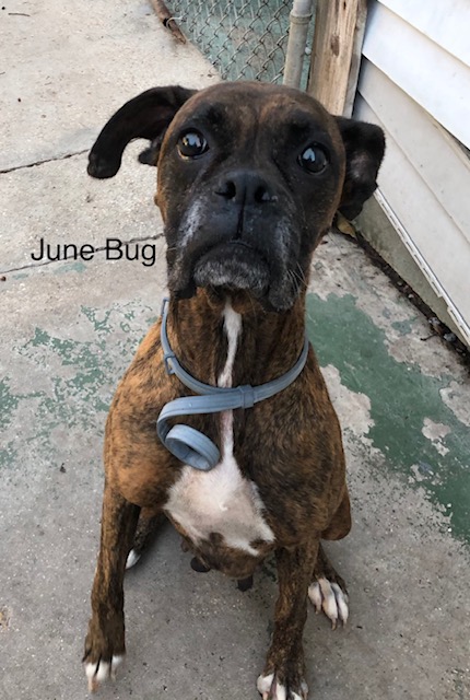 June Bug – Adopted!