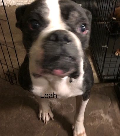 Leah – Adopted!