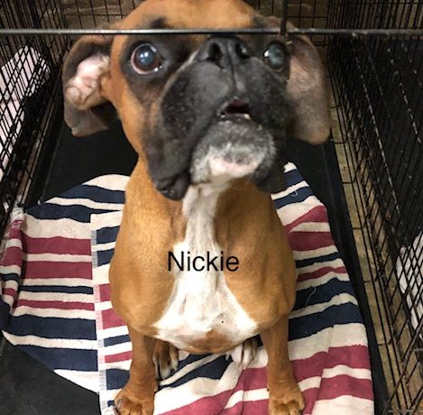 Nickie – Adopted!