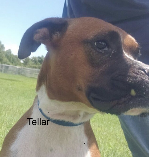 Tellar – Adopted!