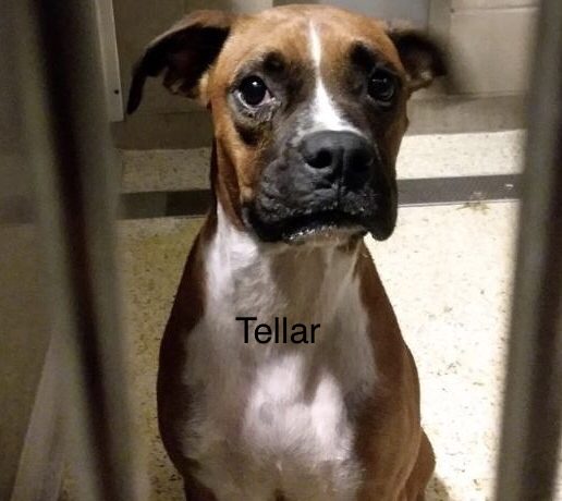 Tellar – Adopted!