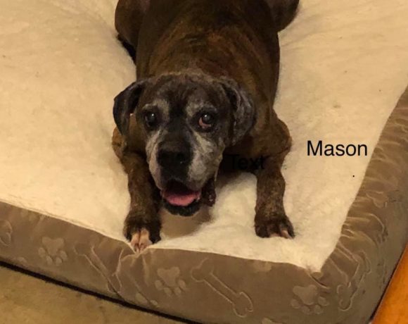 Mason – Adopted!