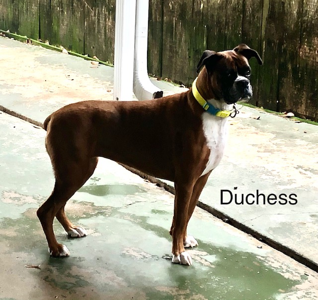 Duchess – Adopted!