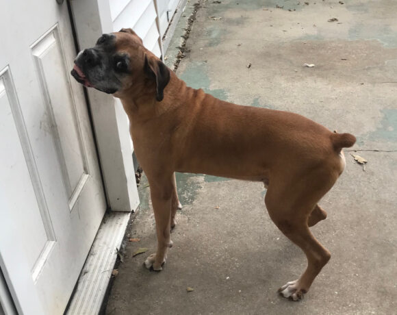 Bogie