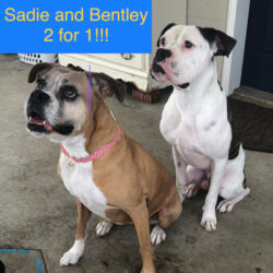 Bentley&Sadie