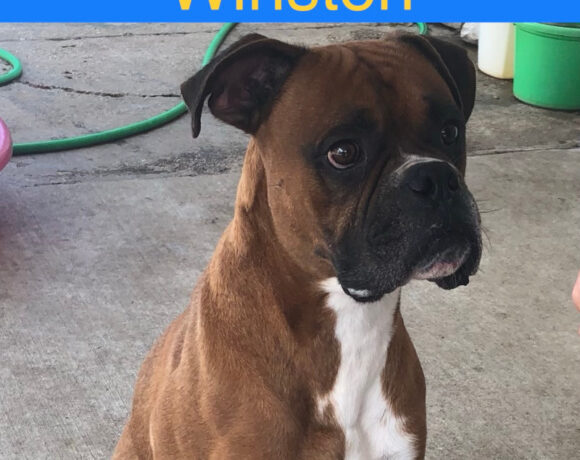 Winston – Adopted!