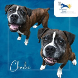 Charlie – Adopted!