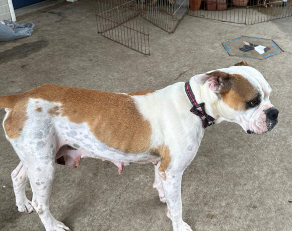 Gretyl – Adopted!