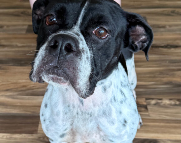 Bella