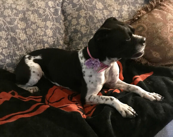 Bella