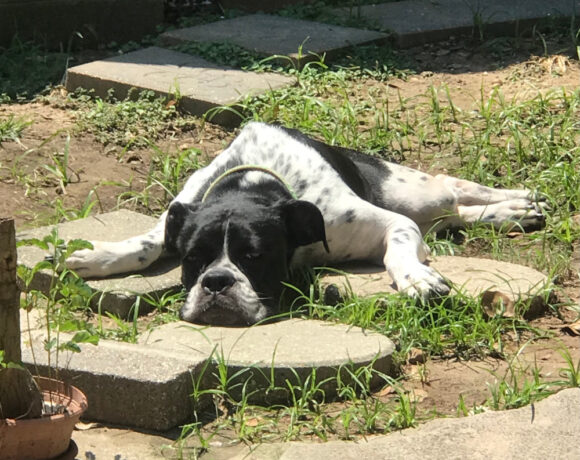 Bella